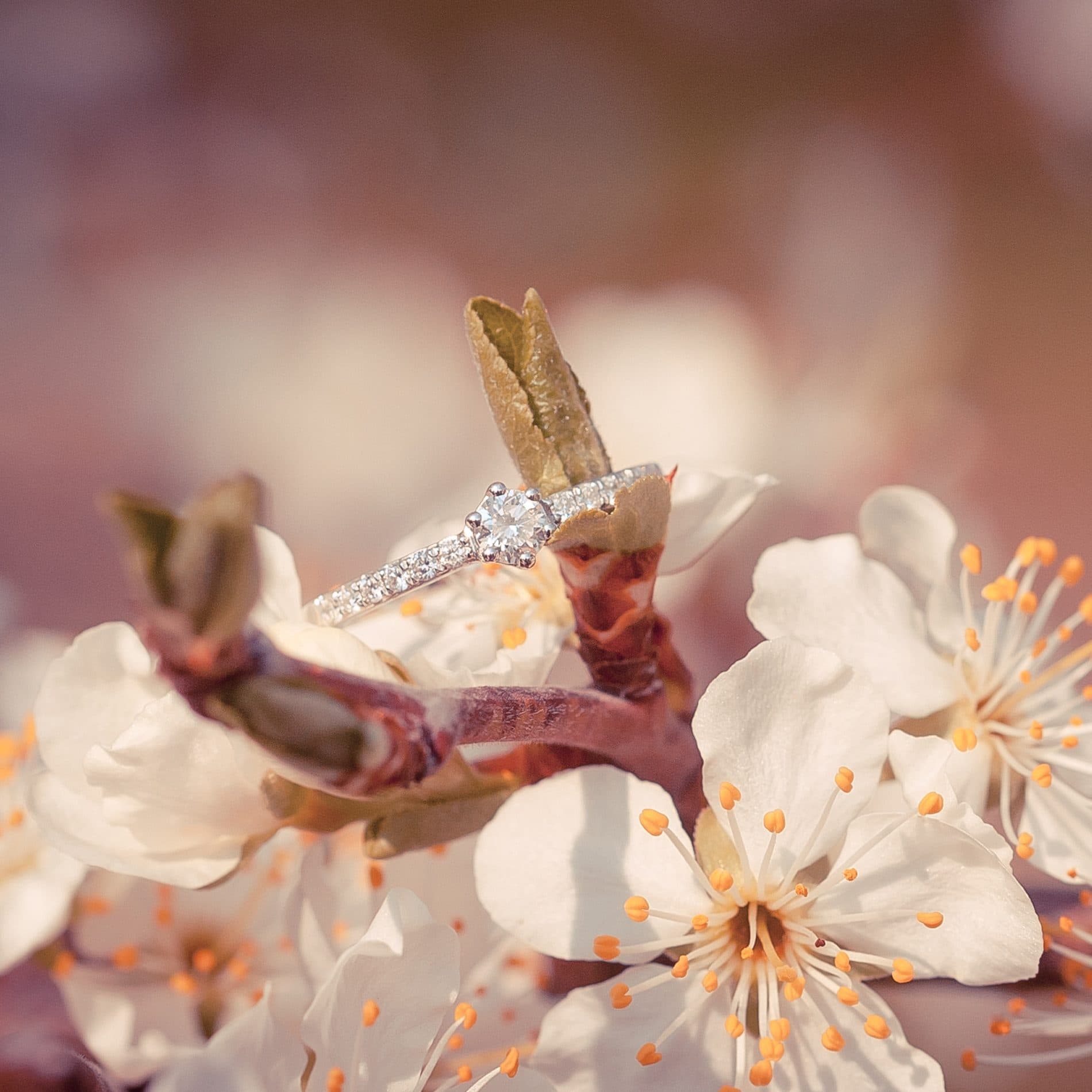Une bague de fiançailles posée sur une branche de cerisier en fleurs