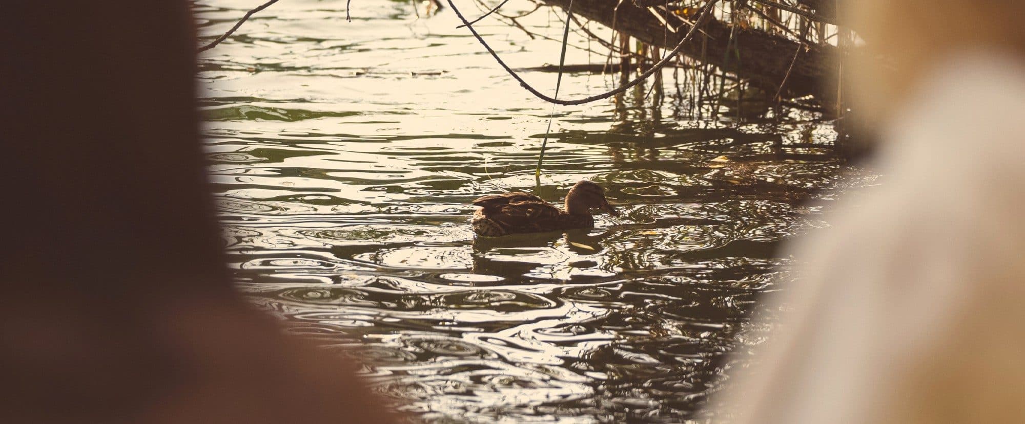 Un canard nage sur l’eau scintillante, entre deux silhouettes floues au premier plan