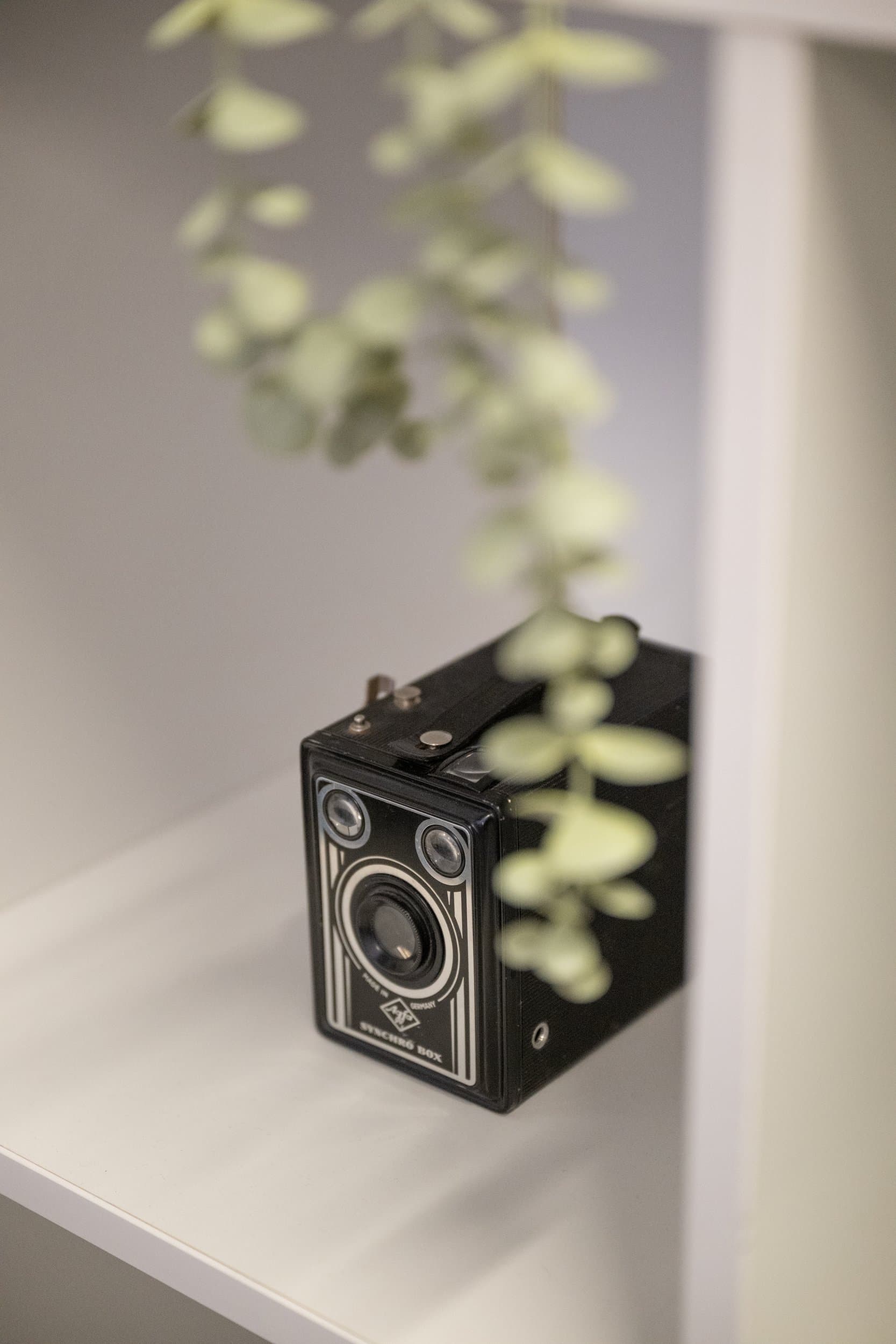 Un appareil photo ancien Agfa Synchro Box sur une étagère, sous une branche d’eucalyptus