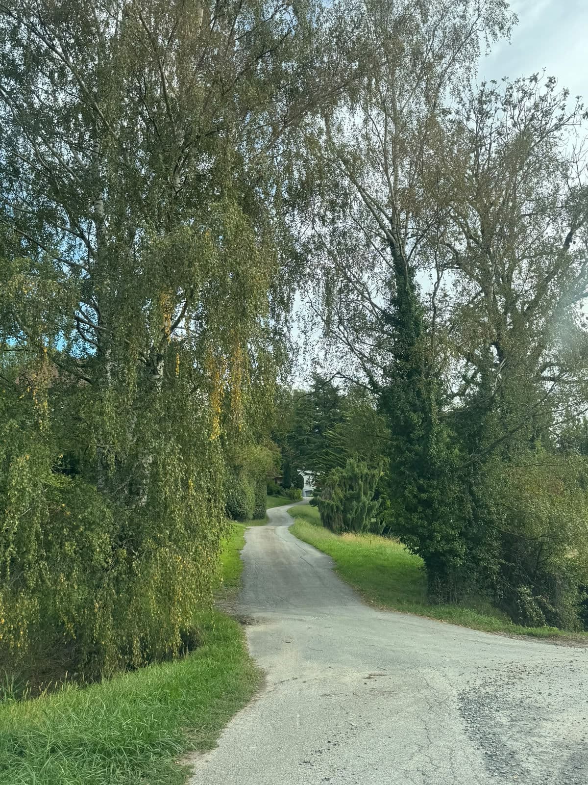 Un chemin de campagne bordé de grands arbres