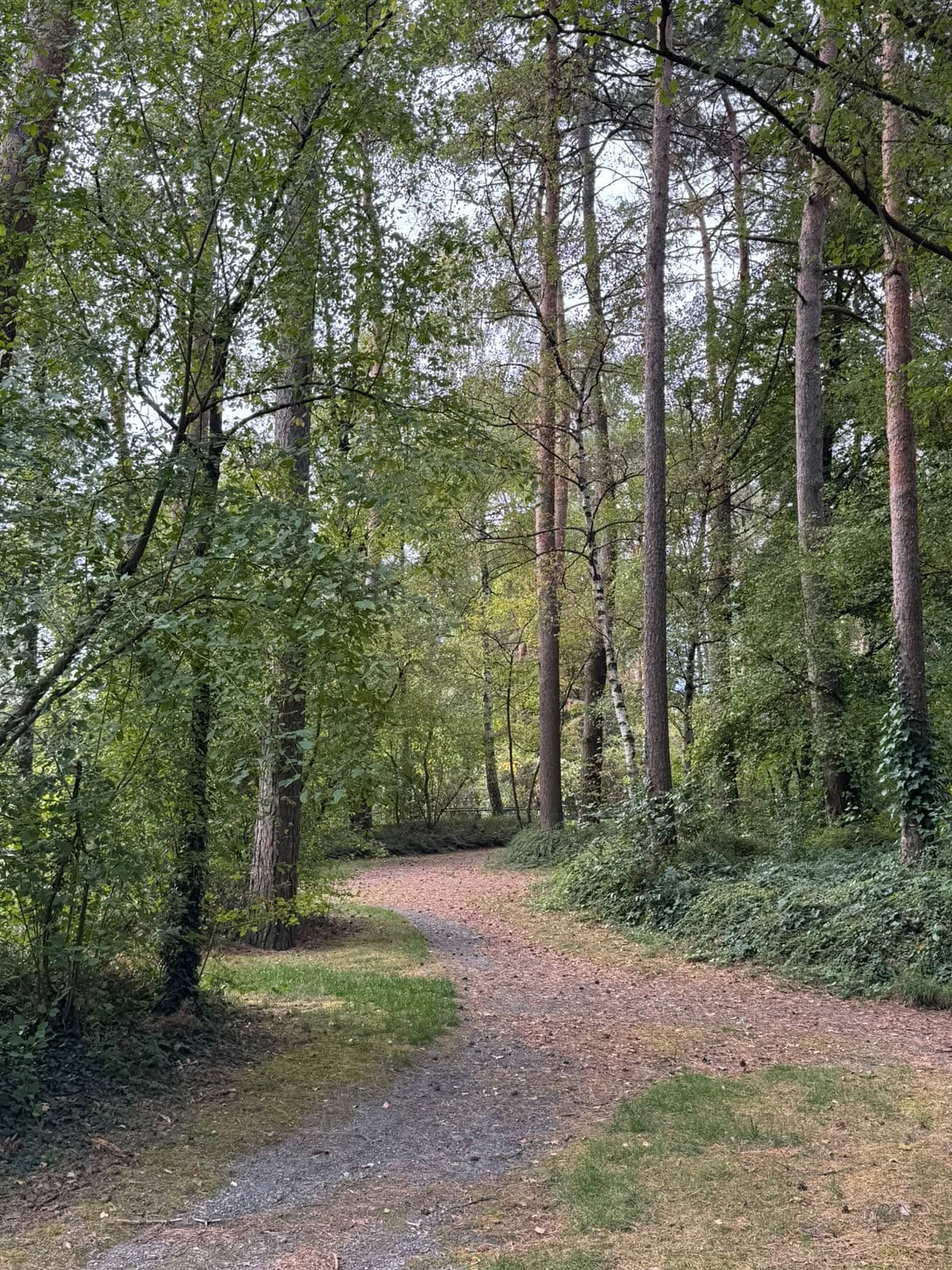 Un sentier dans un sous-bois clair