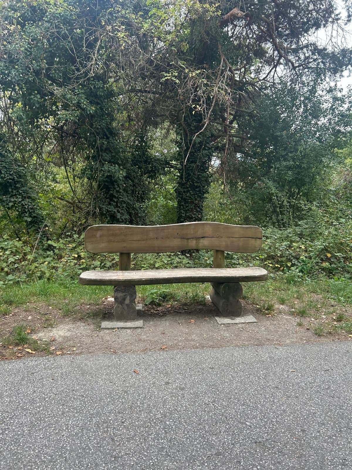 Un banc en bois au bord du chemin, sous les arbres
