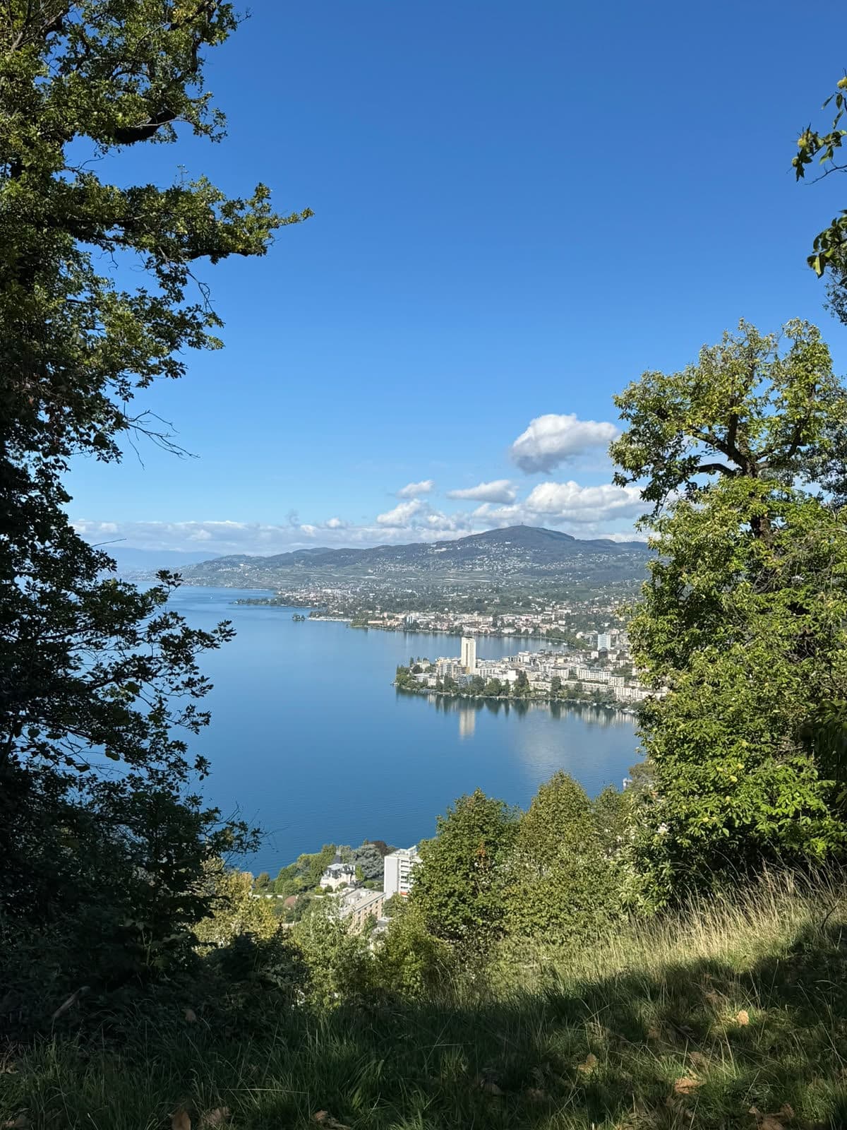 Le lac Léman vu depuis la lisière de la forêt