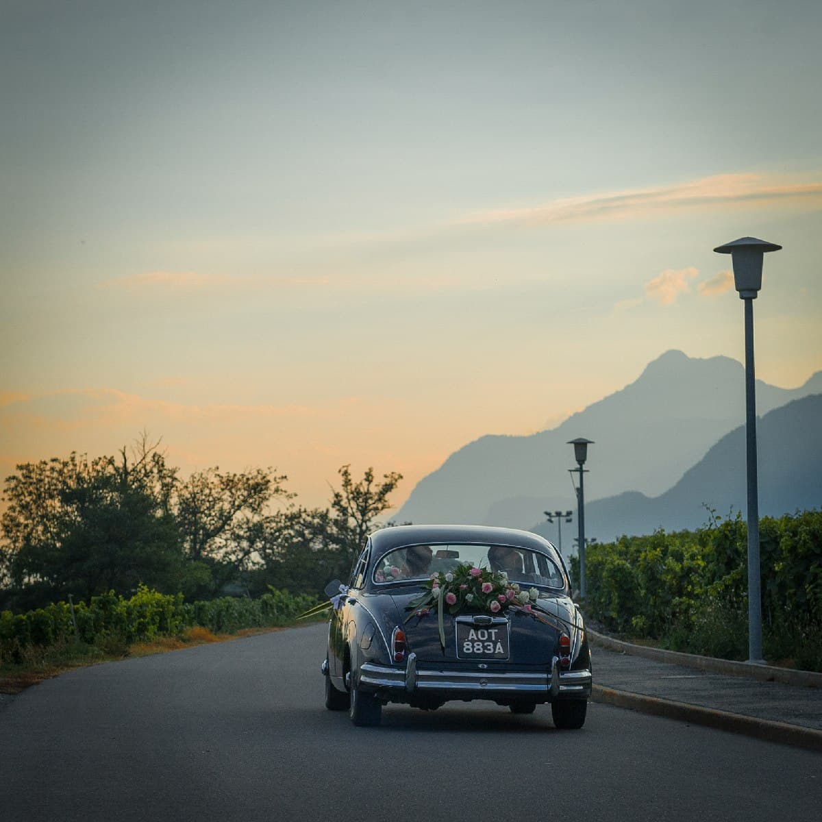 La voiture ancienne des mariés s’éloigne entre les vignes au coucher du soleil