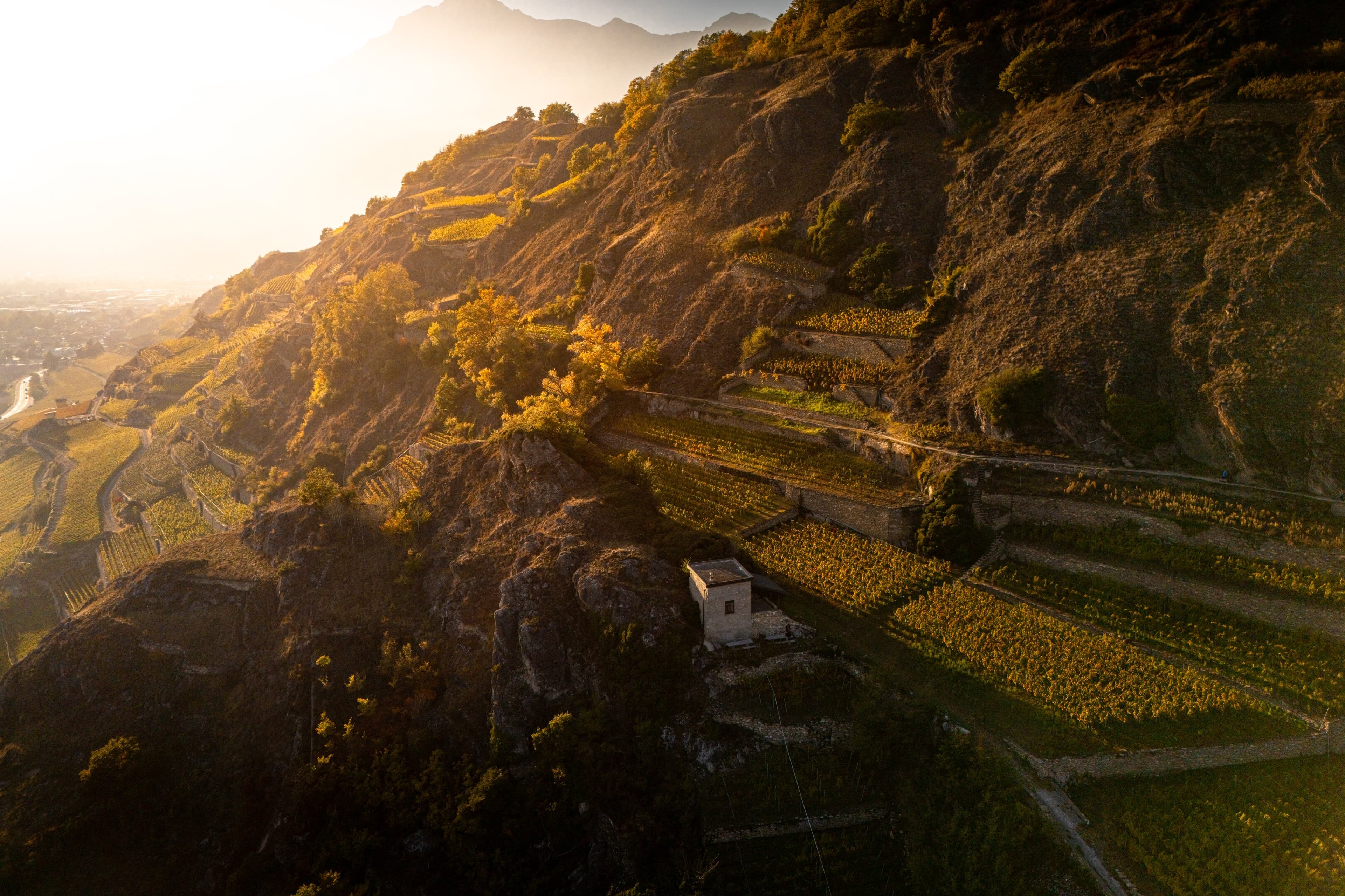 Vue au drone de vignes en terrasses dorées par la lumière d’automne, une petite guérite au toit pointu au milieu des murs de pierre