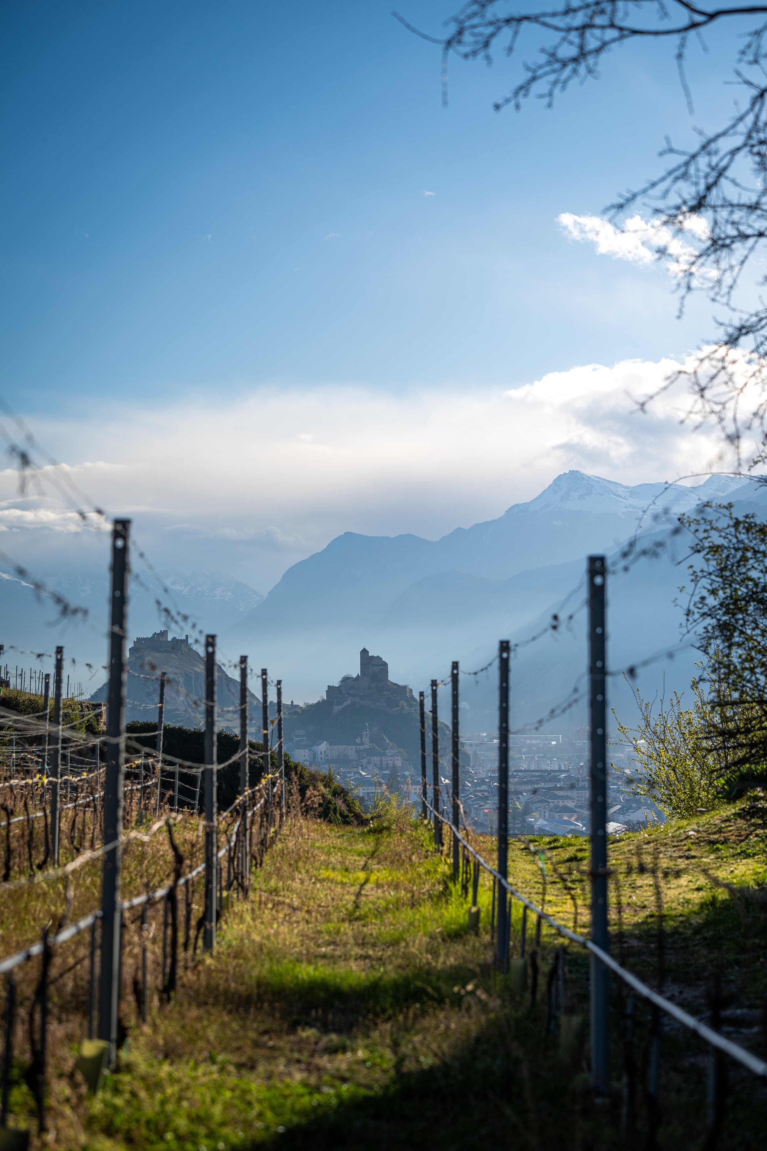 Allée entre deux rangs de vigne encore nue au printemps, les collines de Valère et Tourbillon au loin dans la brume du matin