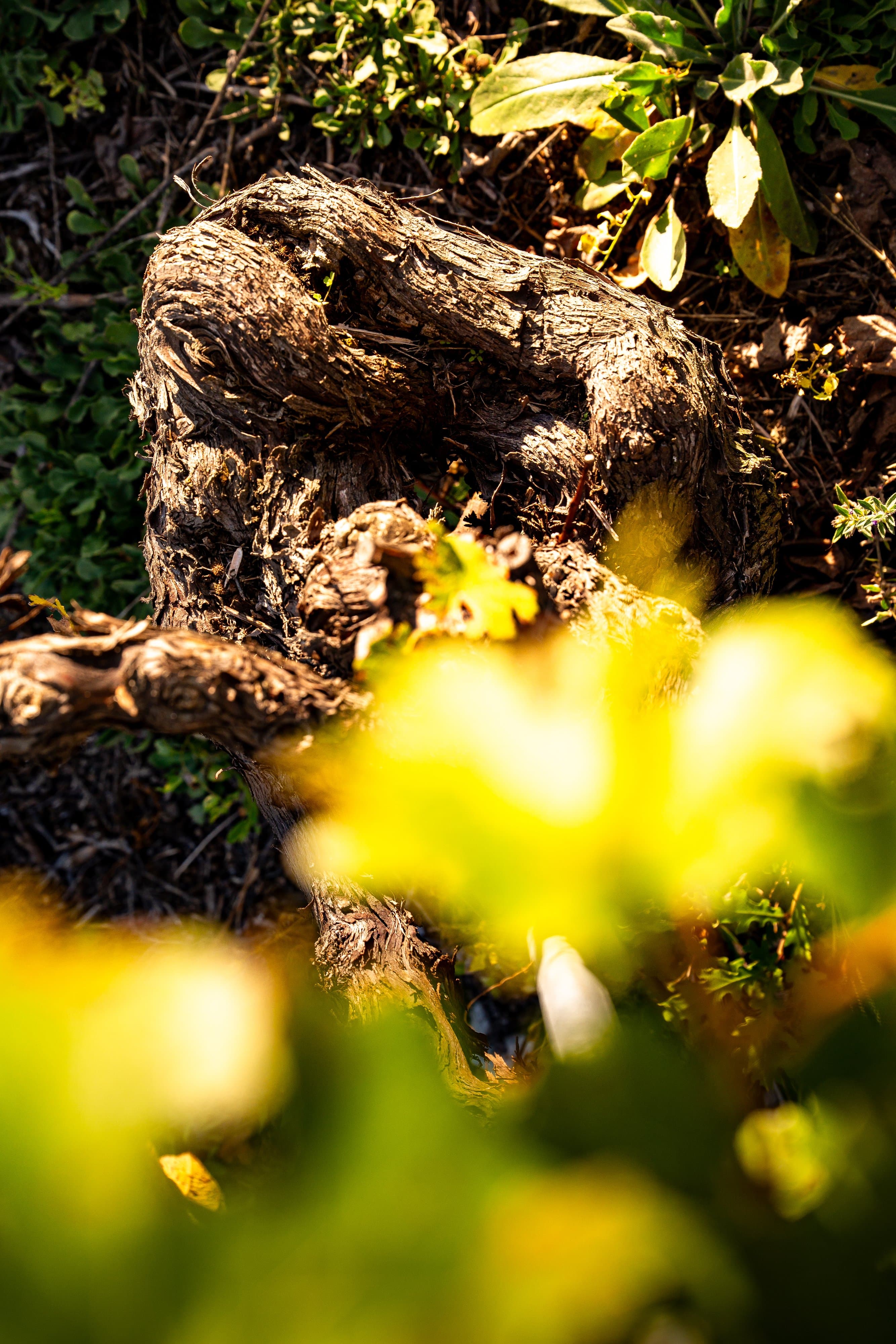 Gros plan d’un vieux cep noueux, des feuilles jaunes d’automne floues au premier plan