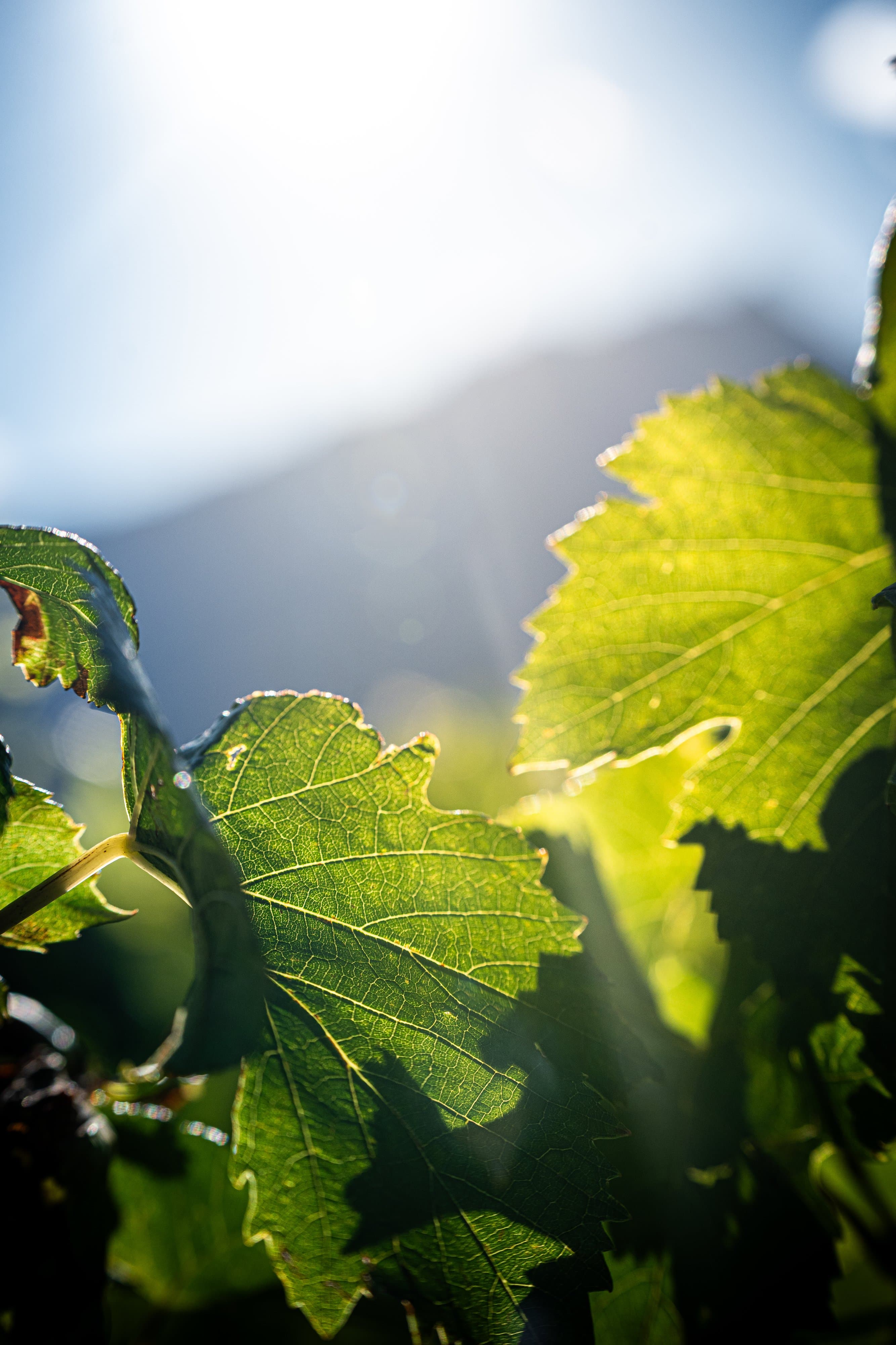 Feuilles de vigne éclairées à contre-jour, montagnes floues derrière