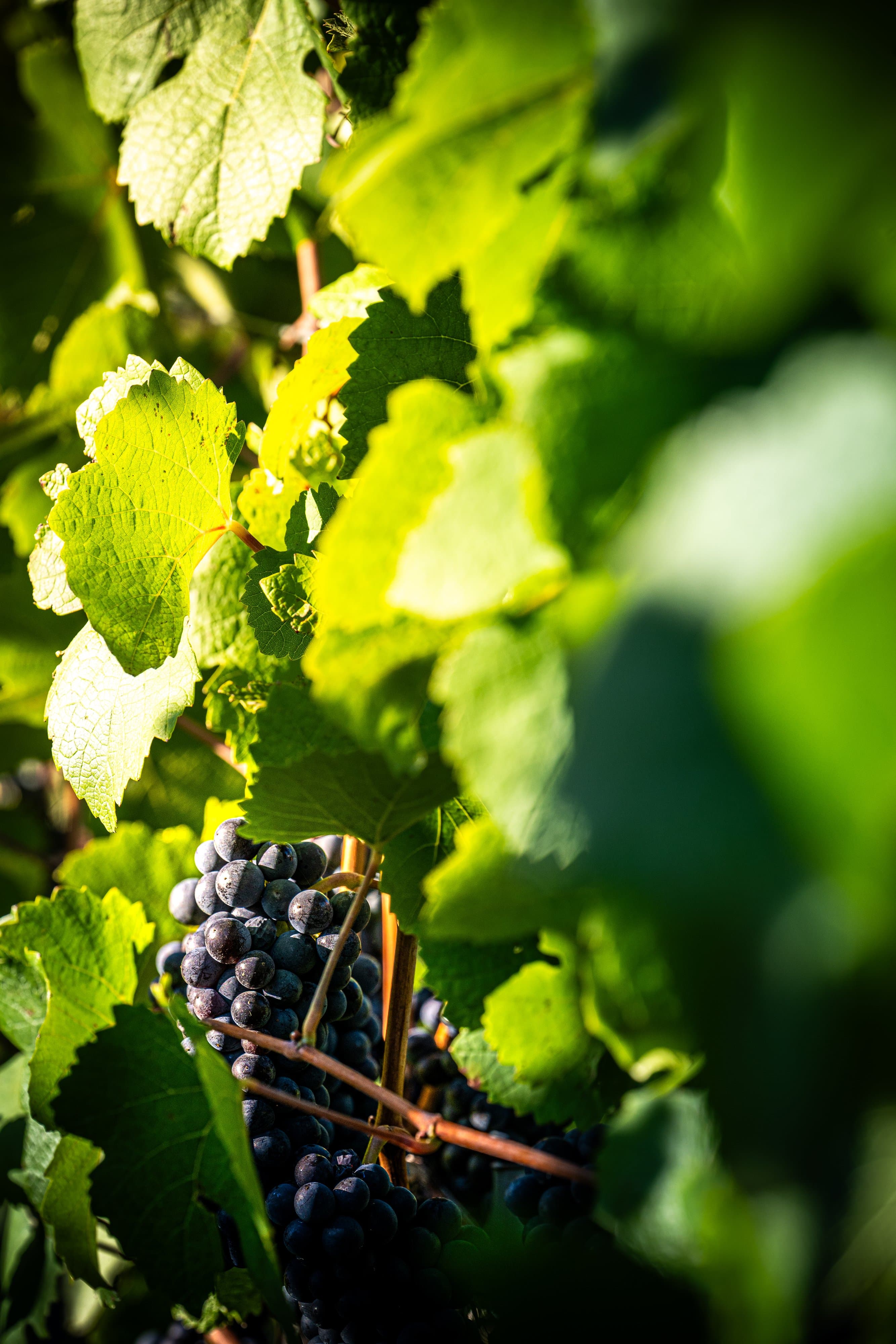 Grappe de raisin noir sous les feuilles de vigne éclairées